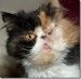 Abused Persian Cat_thumb.jpg