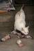 abused-kittens-mother-cat-kunming-china-02.jpg
